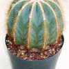 Notocactus_magnificus